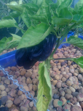 Black Capsicum.jpg