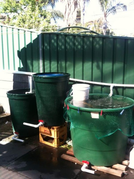 IMG_1090 (450 x 600).jpg