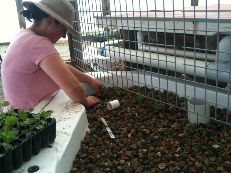 Planting growbed 2.jpg