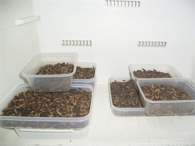 BSF etc 021 (Medium).jpg