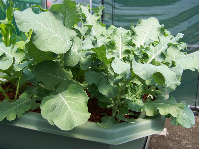 100_5606 (Custom).JPG