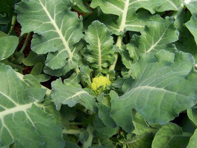 100_5607 (Custom).JPG