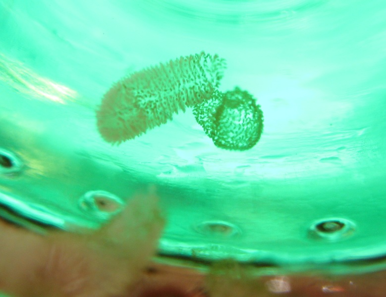 120 Things in 20 Years - Aquaponics - A cluster of beasties.jpg