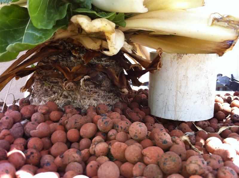 IMG_0008 (Medium).jpg