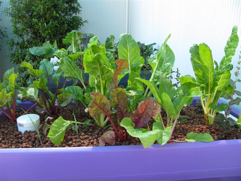 IMG_0667 (Medium).JPG