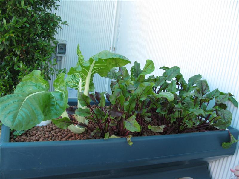 IMG_0669 (Medium).JPG