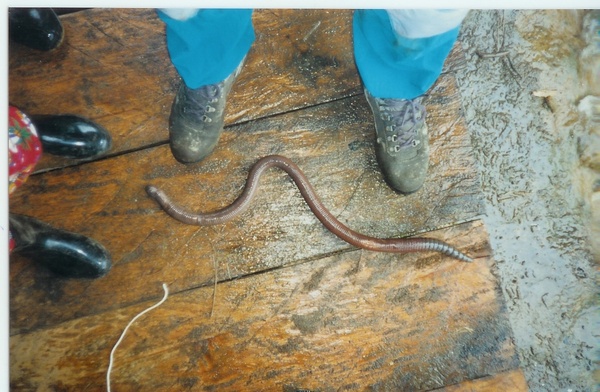 big-worm.jpg
