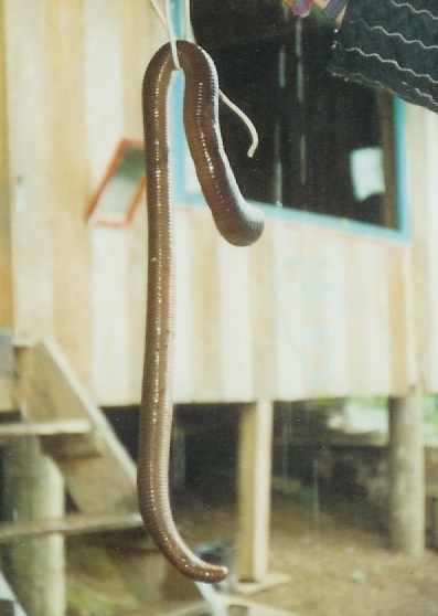 big-worm-2.jpg