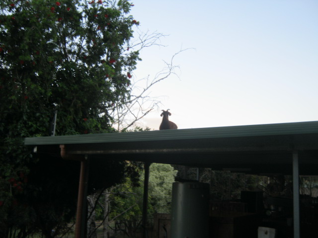 120 things in 20 years - Aquaponics - goat on a roof.JPG