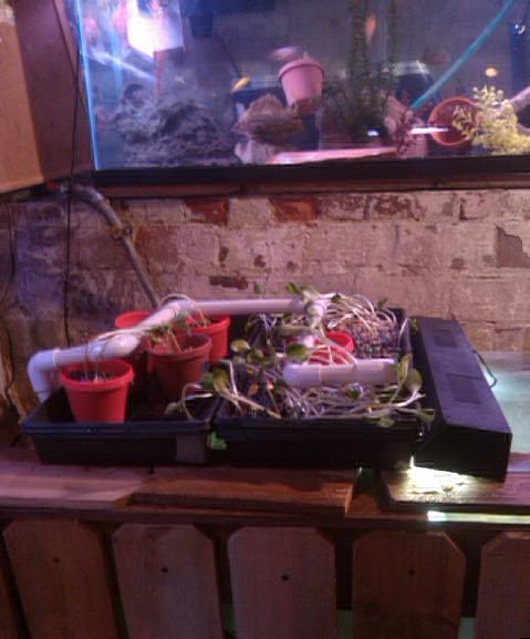 50gal tote garden.jpg