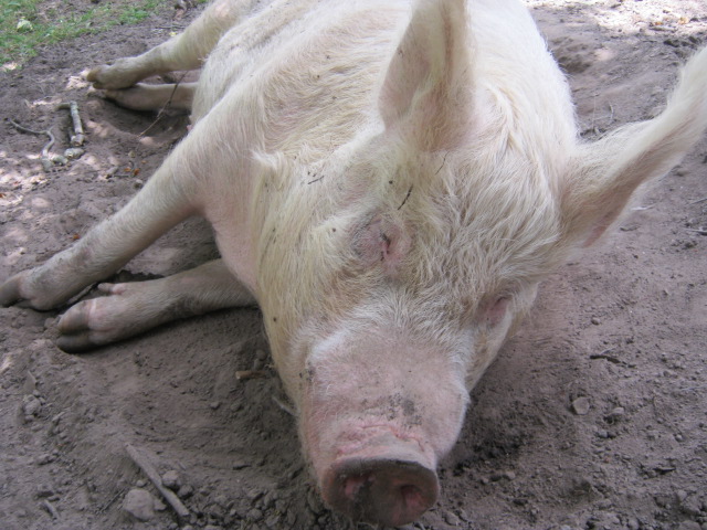 Mr. Zander Bacon.JPG