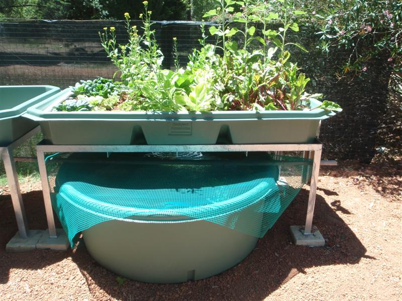 P2040003 (Medium).JPG