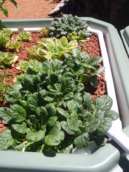 P2040011 (Medium).JPG