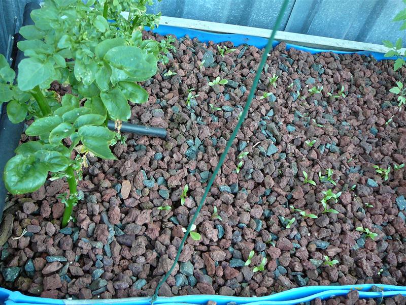 P1040488 (Custom).JPG