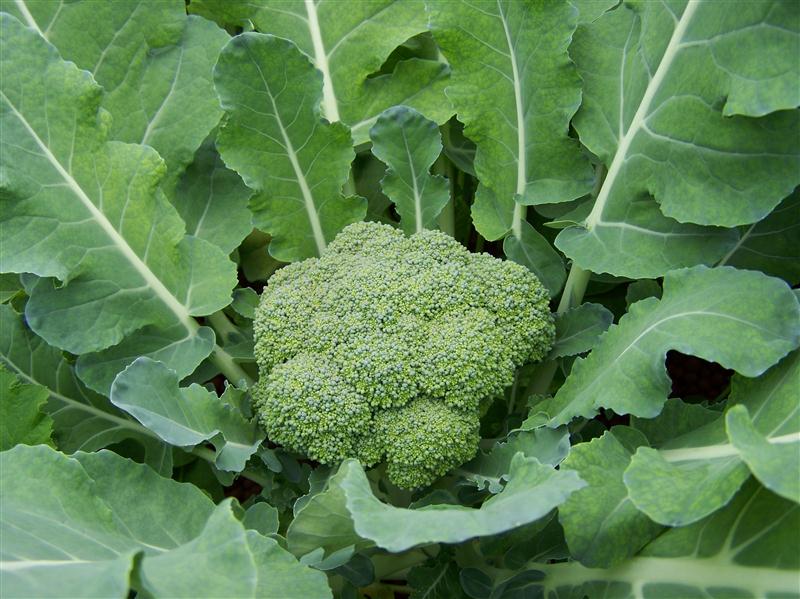 100_5621 (Custom).JPG