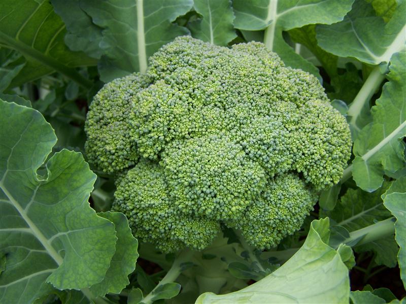 100_5622 (Custom).JPG