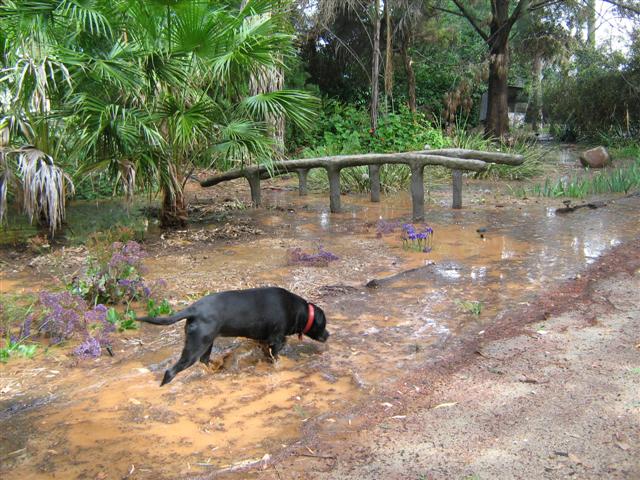 Heavy Rain November 2010 015 (Small).jpg