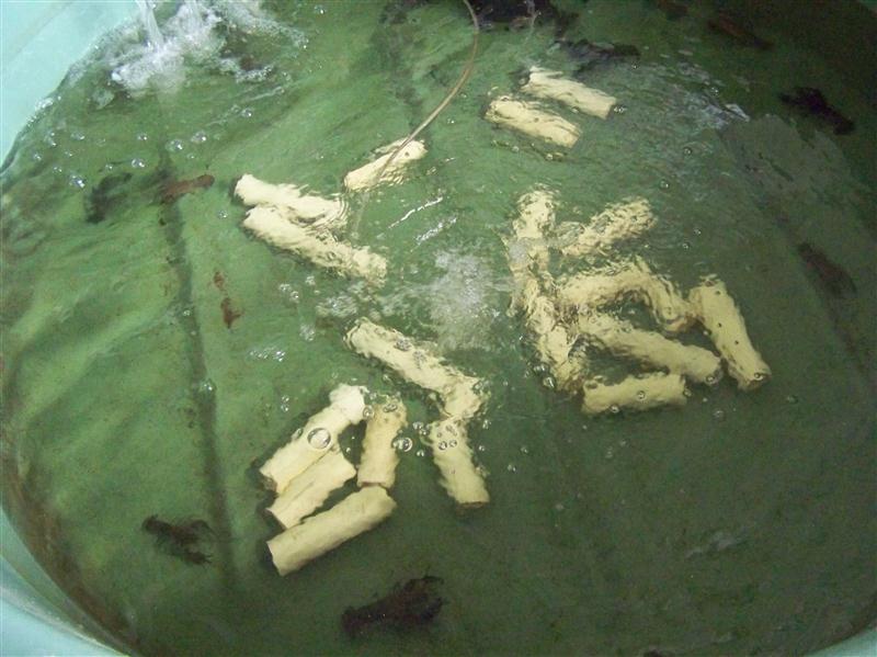 100_5629 (Custom).JPG