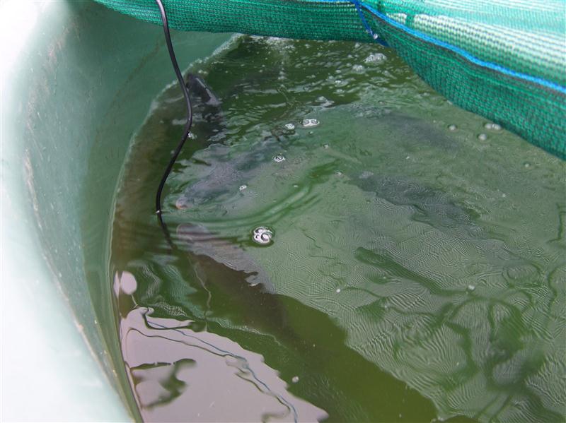 100_5633 (Custom).JPG