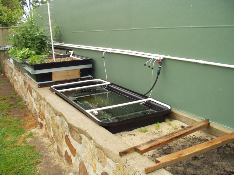 2nd system fish tank.jpg