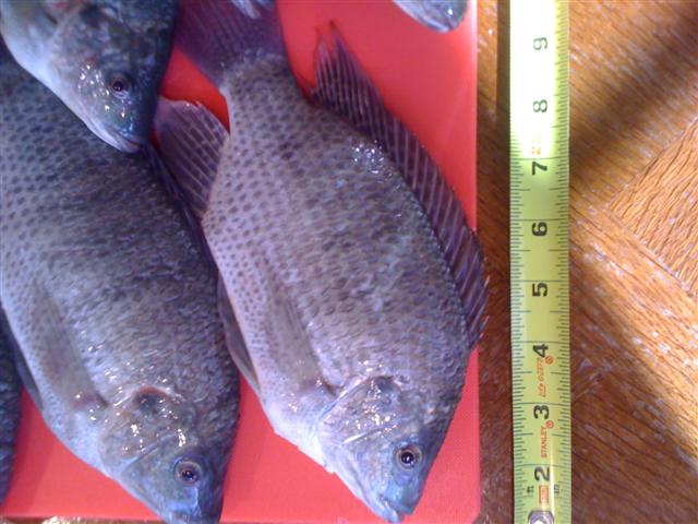 Tilapia2.jpg