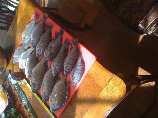 Tilapia3.jpg