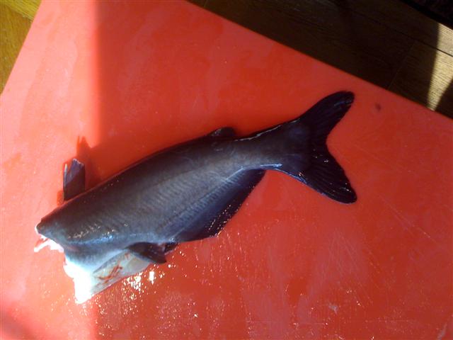 Catfish.jpg