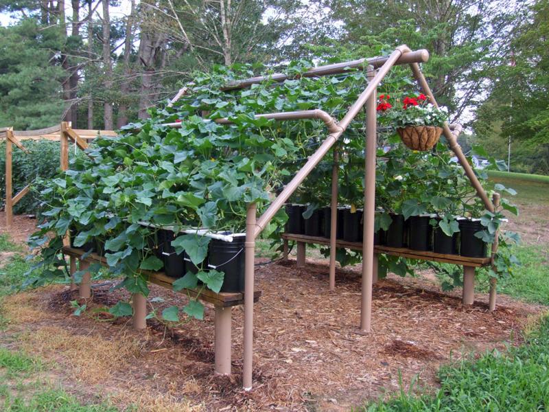 Cucumber Trellis 2.jpg