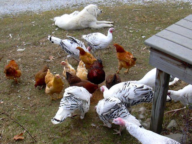 Brutus with fowl.jpg