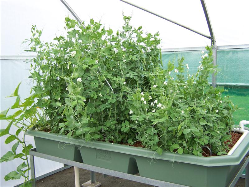 100_5656 (Custom).JPG