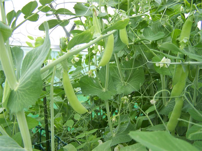 100_5657 (Custom).JPG