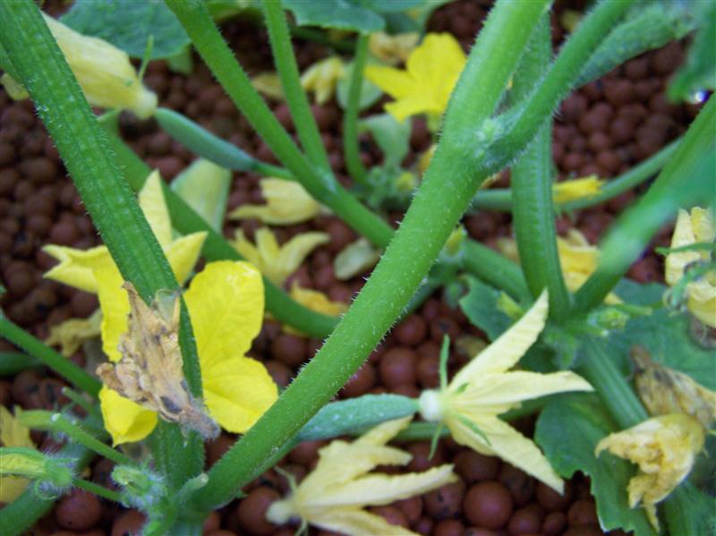 100_5658 (Custom).JPG