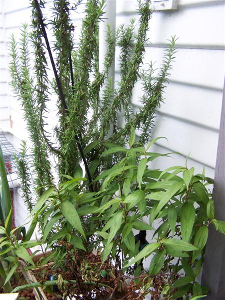 100_5668 (Custom).JPG