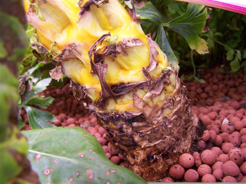 100_5661 (Custom).JPG