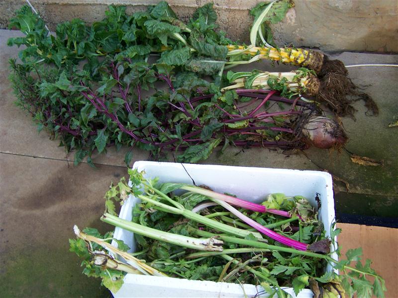 100_5672 (Custom).JPG