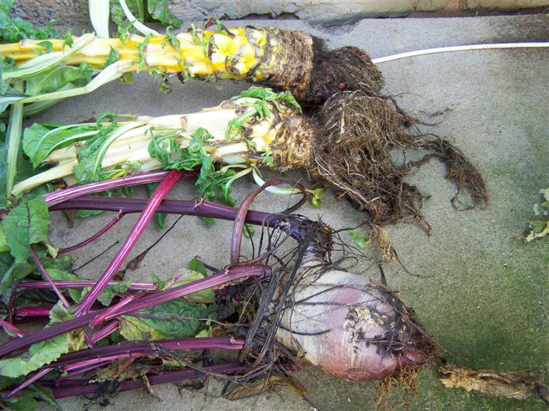 100_5673 (Custom).JPG