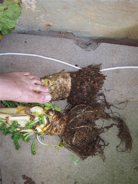 100_5675 (Custom).JPG