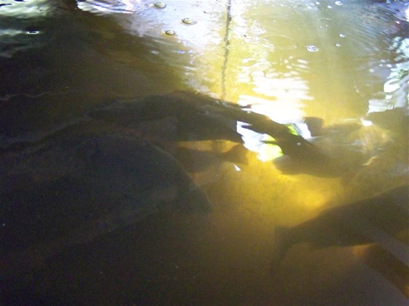 100_5676 (Custom).JPG