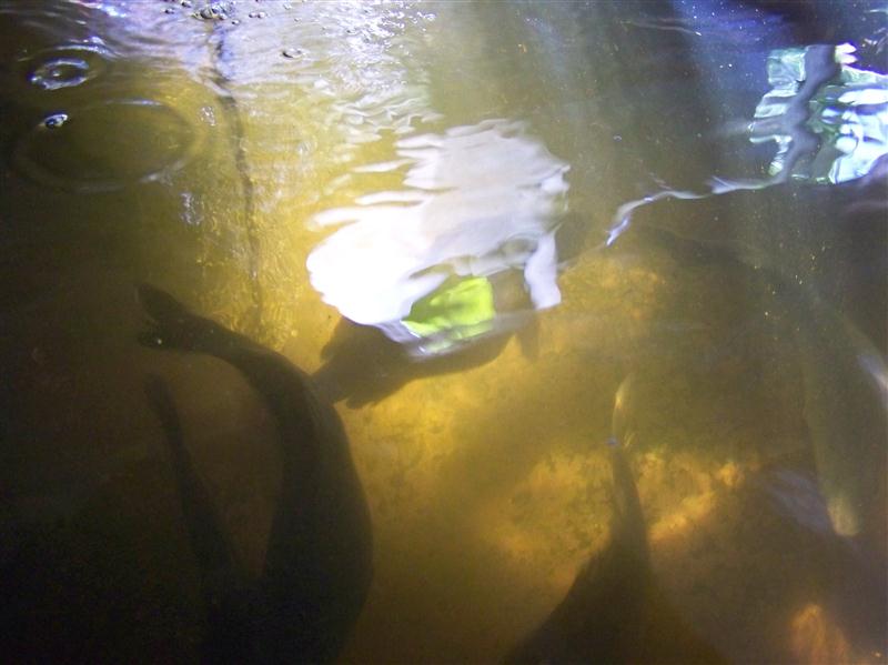 100_5677 (Custom).JPG