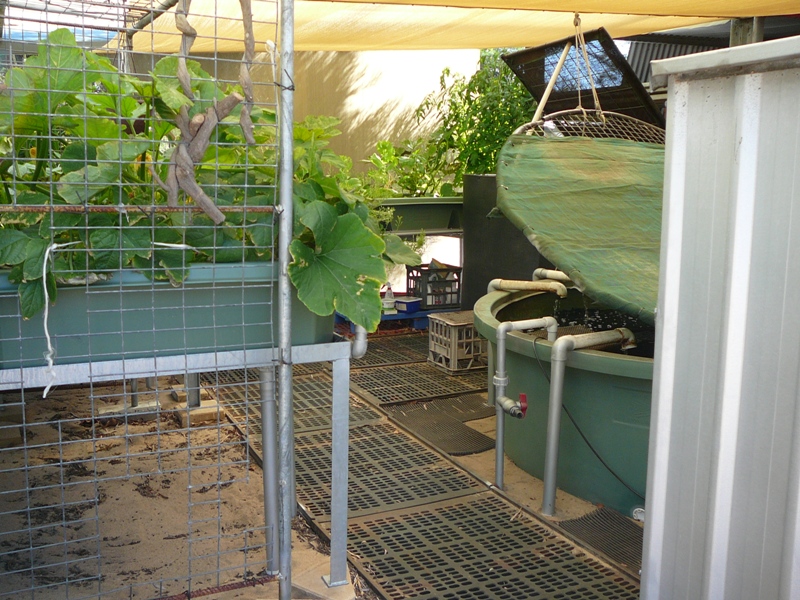 Dec 2010 Garden 004.jpg