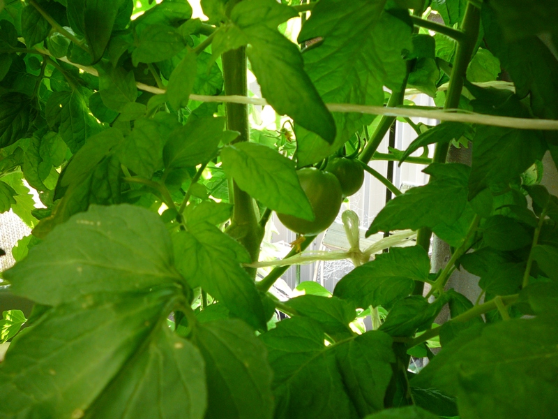 Dec 2010 Garden 003.jpg