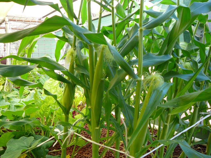 Dec 2010 Garden 002.jpg