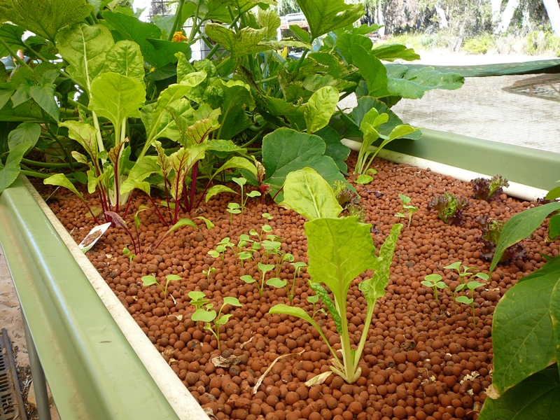 Dec 2010 Garden 005.jpg