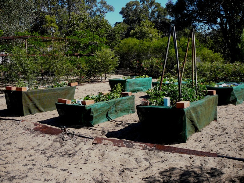 Dec 2010 Garden 001.jpg