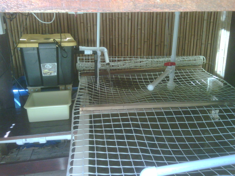 Rainbow Trout FT.jpg