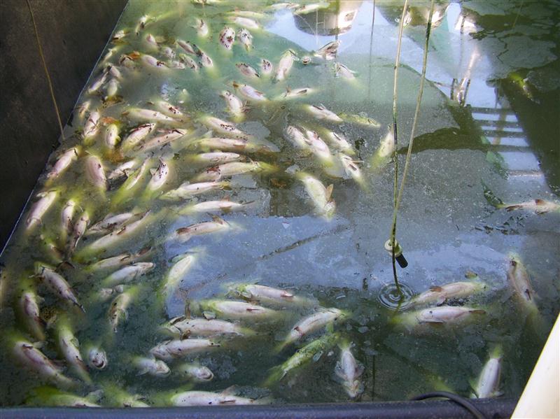 100_5730 (Custom).JPG