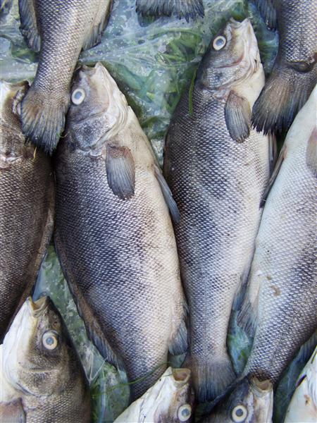 100_5735 (Custom).JPG