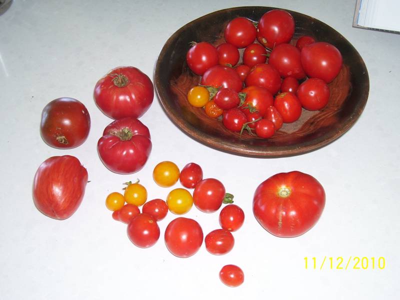 2-days-harvest-11Dec2010.jpg