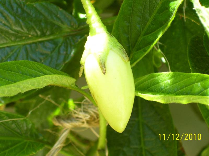 Pepino-11Dec2010.jpg