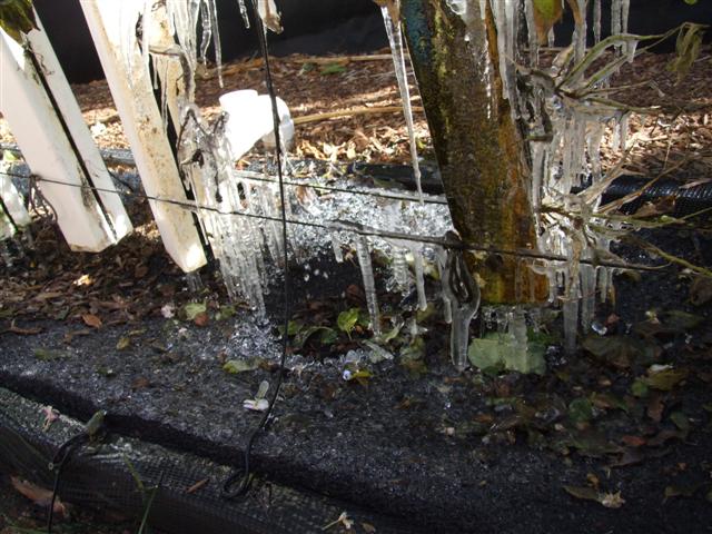 Ice in Florida (Small).JPG